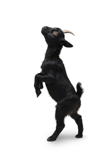 Free PSD close up on goats isolated