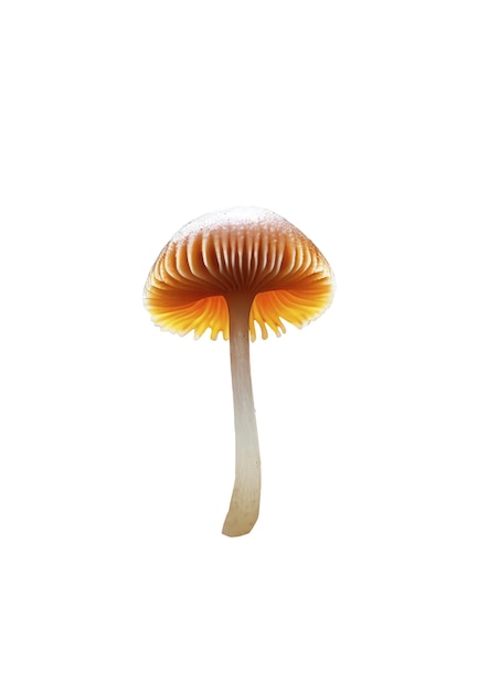 Free PSD close up on isolated mushroom