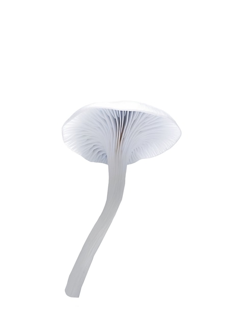 Free PSD close up on isolated mushroom