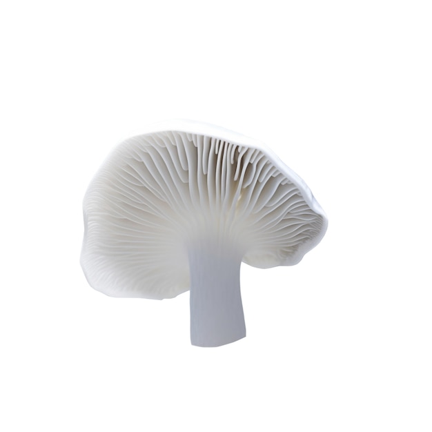 Free PSD close up on isolated mushroom