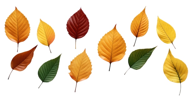 Free PSD close up on leaf isolated