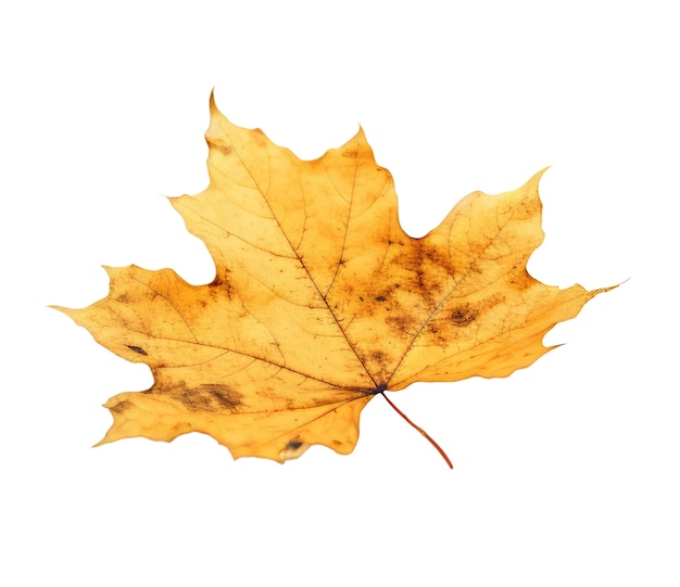 Free PSD close up on leaf isolated