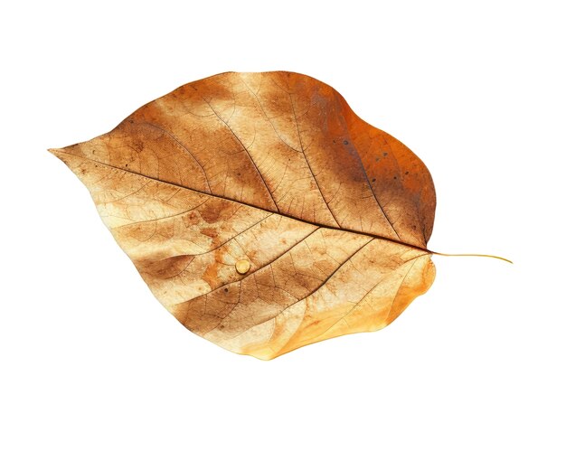 Close up on leaf isolated