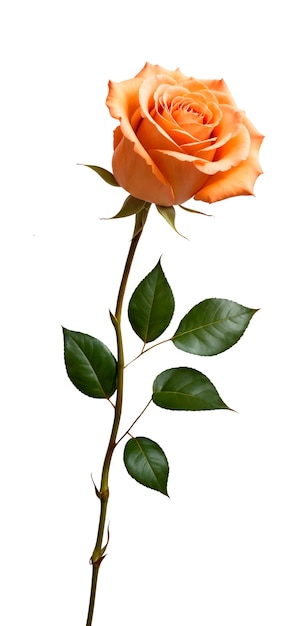 Free PSD close up on rose isolated