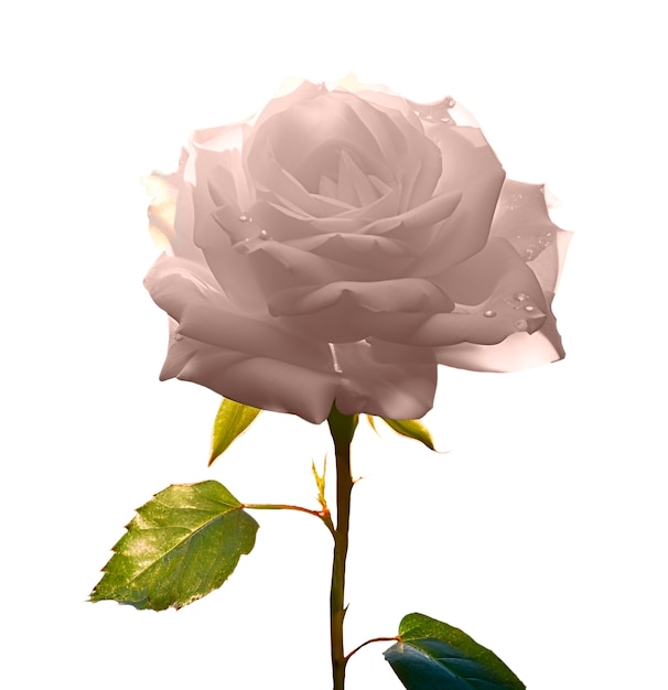 Free PSD close up on roses isolated