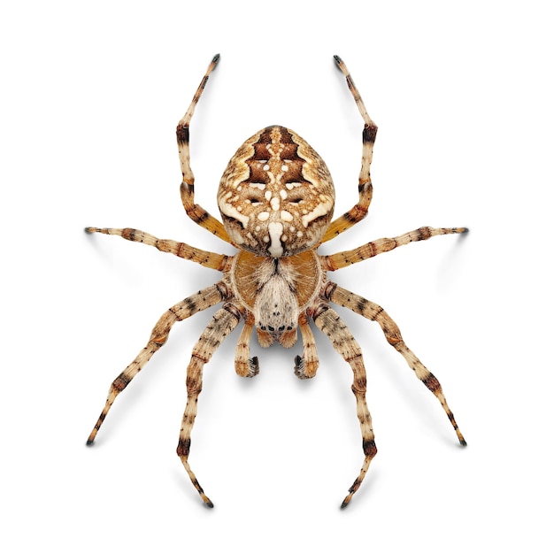 Free PSD close up on spider isolated