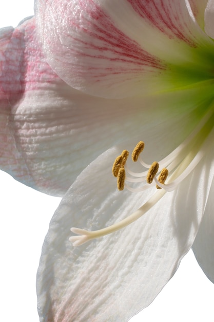 Close-up view of beautiful blooming flower