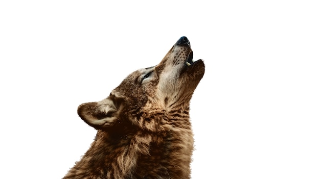 Free PSD close up on wolf isolated