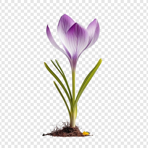 Free PSD crocus flower isolated on transparent background