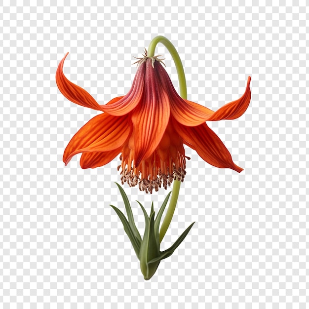 Free PSD crown imperial flower isolated on transparent background