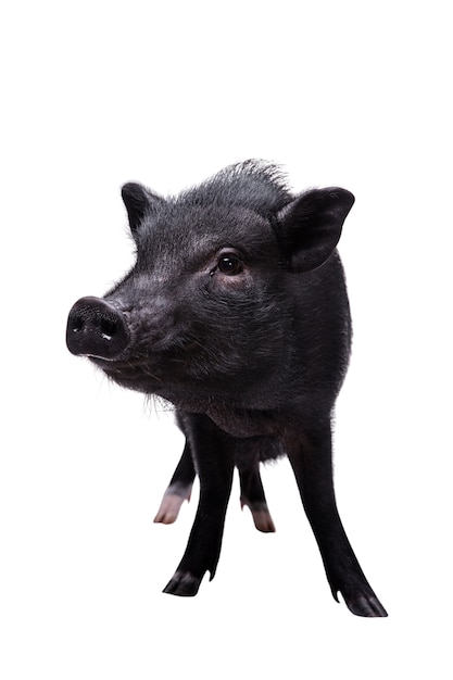 Free PSD cute black pig pet portrait