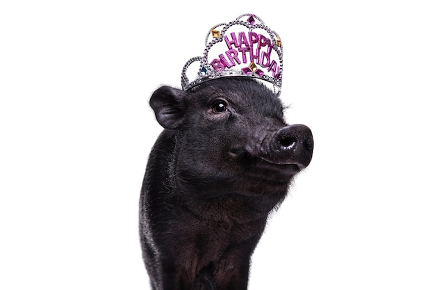 Free PSD cute black pig pet portrait