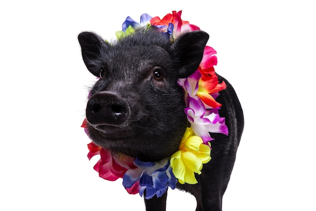 Free PSD cute black pig pet portrait