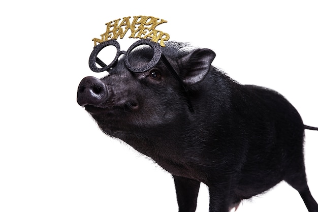 Free PSD cute black pig pet portrait