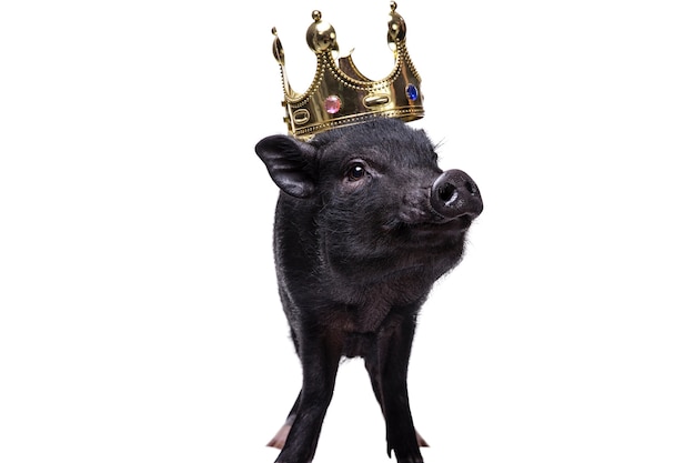 Free PSD cute black pig pet portrait