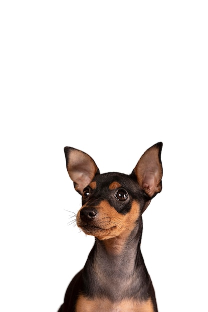 Free PSD cute dog portrait isolated