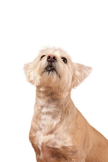 Free PSD cute dog portrait isolated