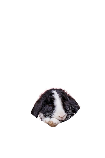 Free PSD cute rabbit pet portrait