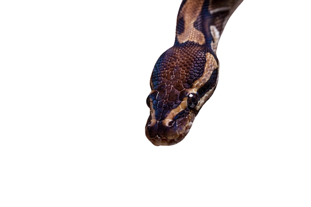 Free PSD cute snake pet portrait