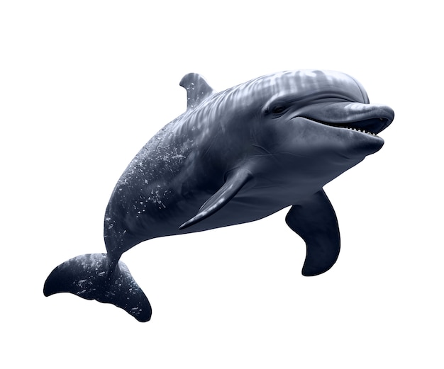 Free PSD dolphin isolated figure