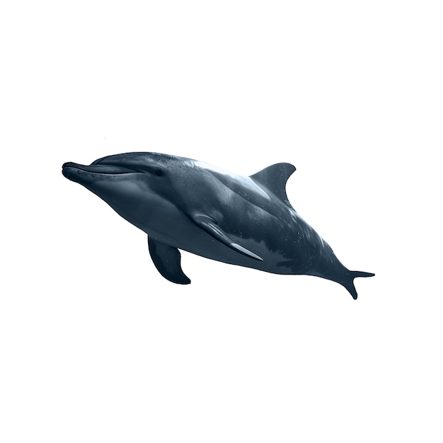 Free PSD dolphin isolated figure