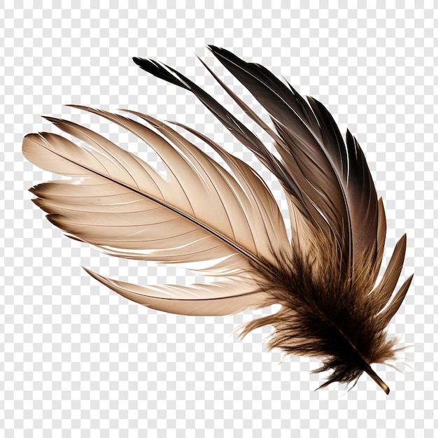 Free PSD feathers adorn a fashionable isolated on transparent background