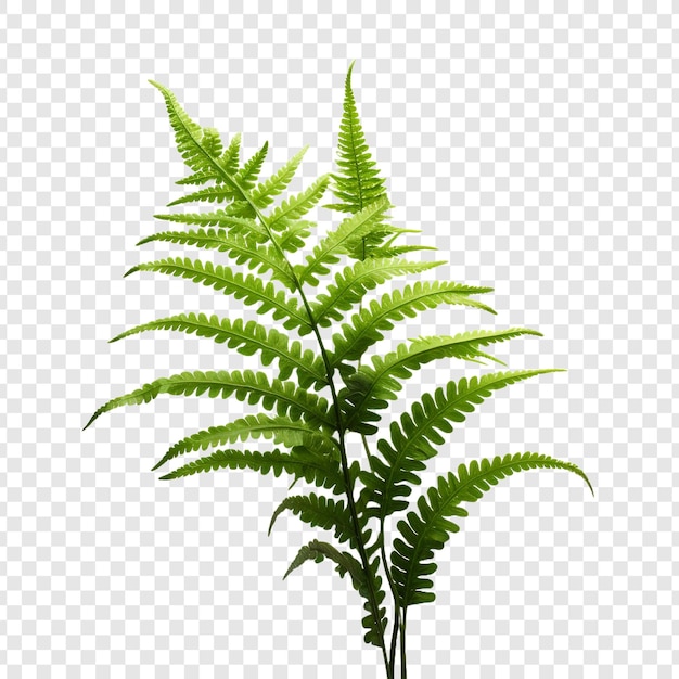 Fern flower isolated on transparent background