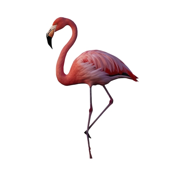 Free PSD flamingo bird isolated