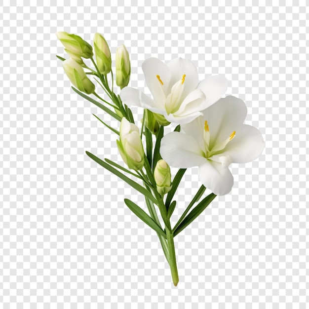 Freesia flower isolated on transparent background