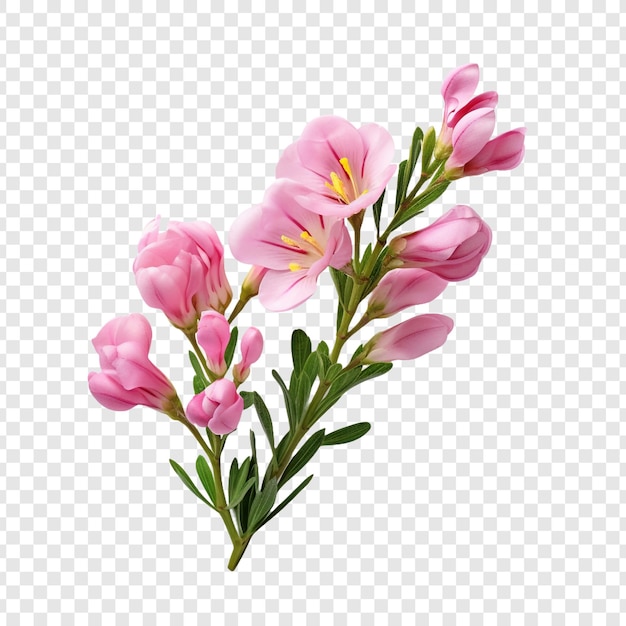 Freesia flower png isolated on transparent background