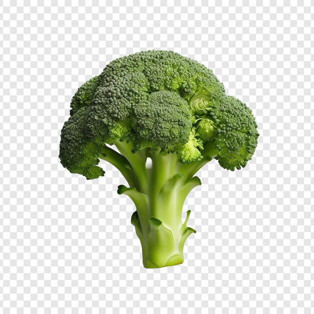 Fresh broccoli isolated on transparent background