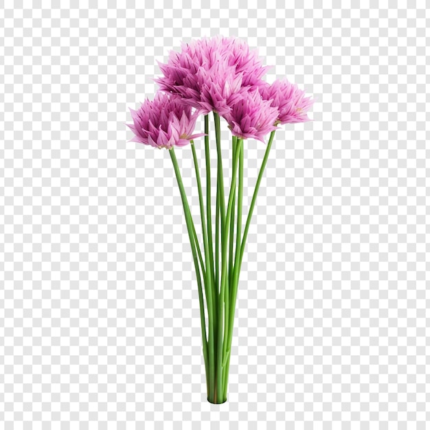 Free PSD fresh chives flower isolated on transparent background