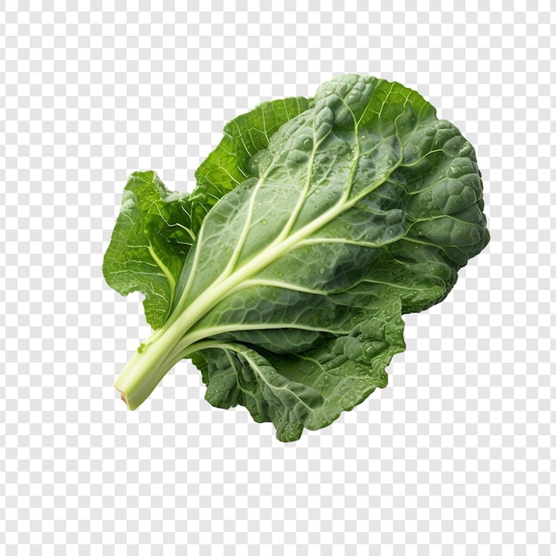 Fresh collard green isolated on transparent background