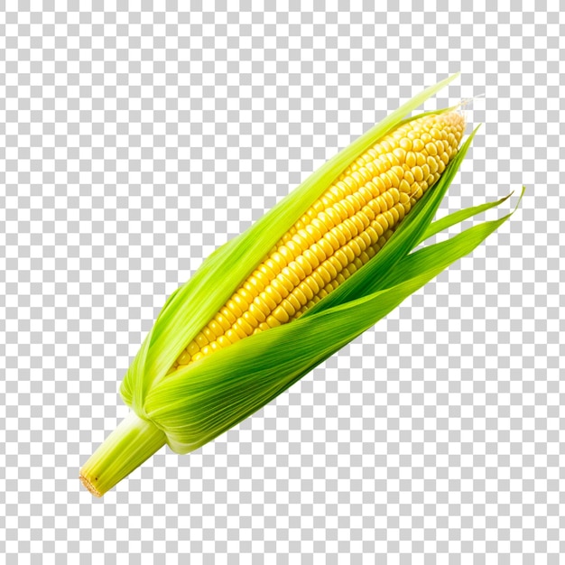 Fresh raw corn on a transparent background