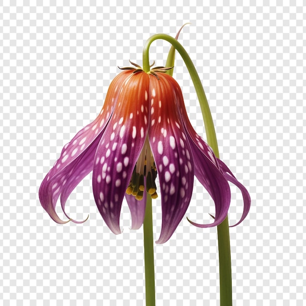 Free PSD fritillaria flower isolated on transparent background