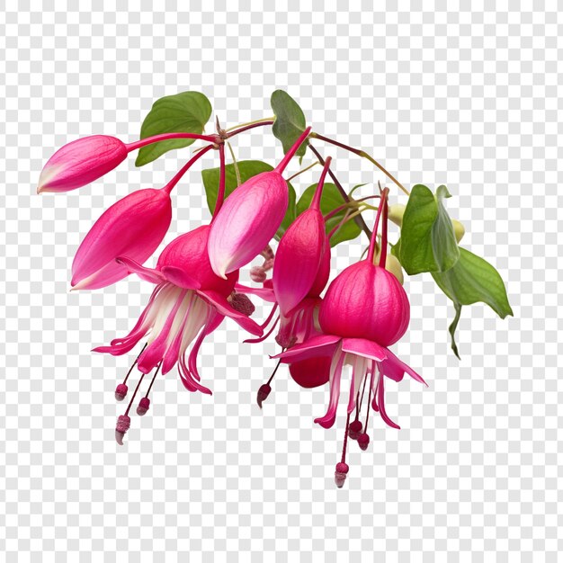 Free PSD fuchsia flower isolated on transparent background