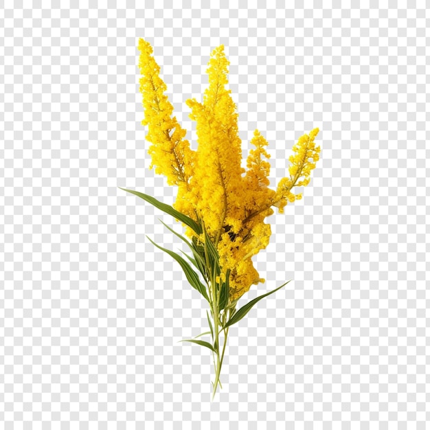 Free PSD goldenrod flower png isolated on transparent background