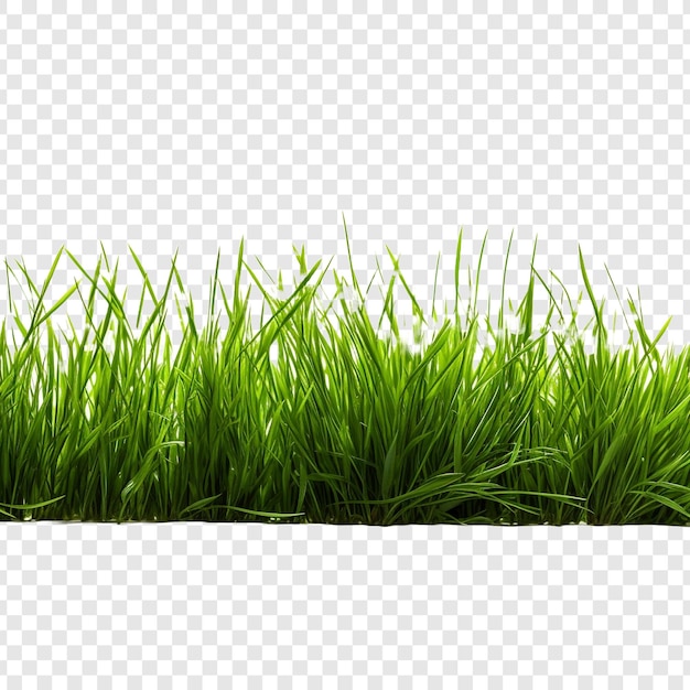 Free PSD grass isolated on transparent background