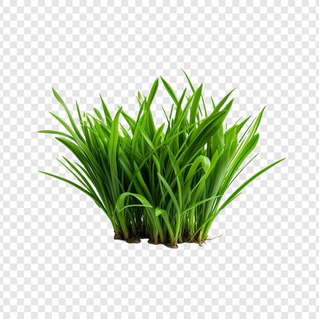 Grass isolated on transparent background