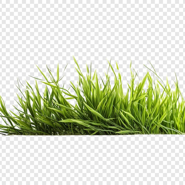 Grass isolated on transparent background