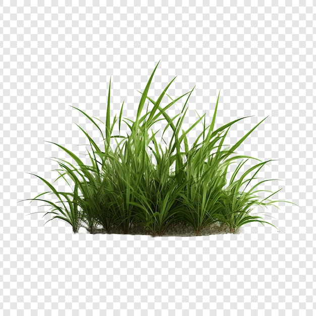 Grass isolated on transparent background