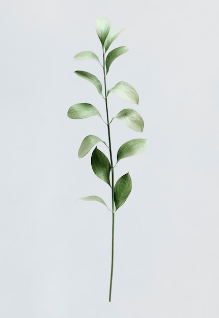 Free PSD green foliage on white background