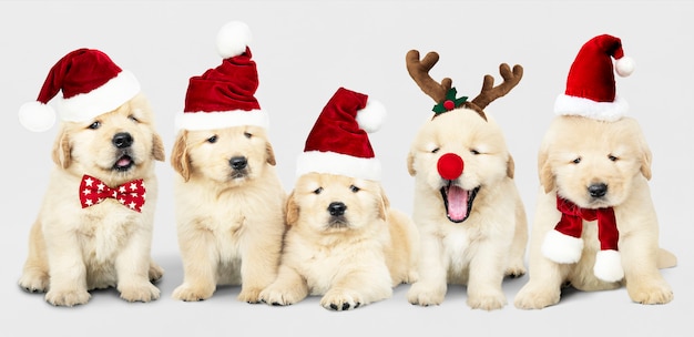 Group of adorable Golden Retriever puppies wearing Christmas costumes