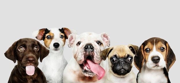 Free PSD group portrait of adorable puppies