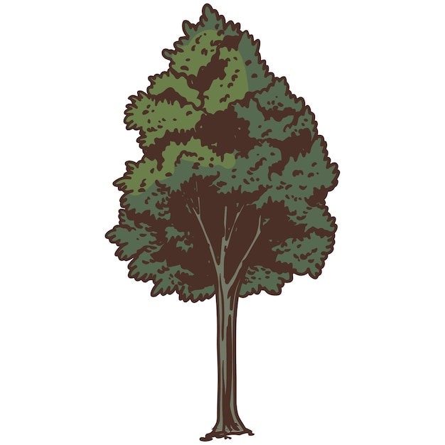 Free PSD hand drawn tree  illustration isolated