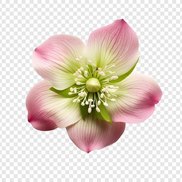 Hellebore flower png isolated on transparent background