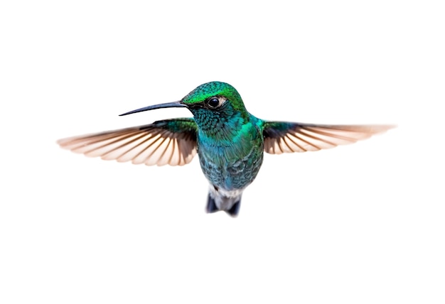 Free PSD hummingbird bird isolated