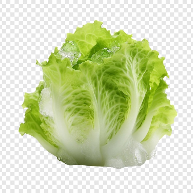 Free PSD iceberg lettuce isolated on transparent background