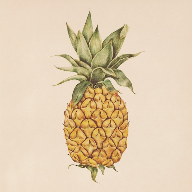 Free PSD illustration of pineapple in watercolor style