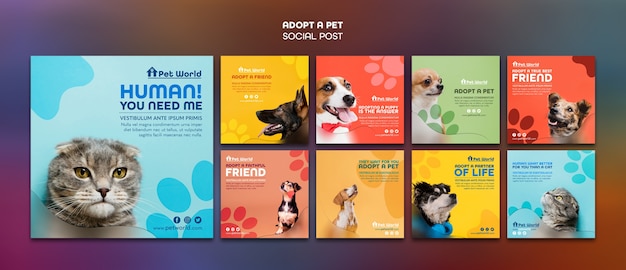 Instagram posts pack for pet adoption with animals